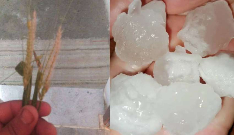 Alerte météo au Kef : des pluies torrentielles et la grêle ravagent les champs de céréales