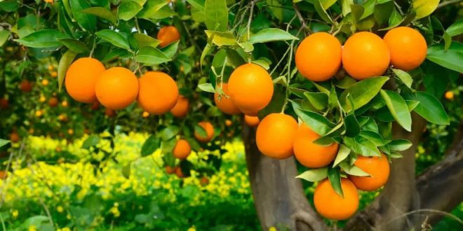 Les agrumes de Nabeul explosent à l’export : une hausse historique de 30 % qui interpelle
