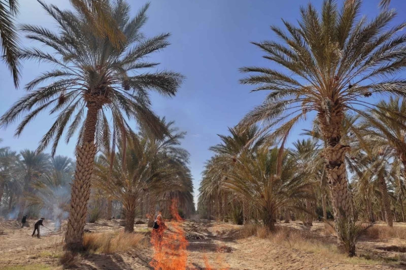 Une oasis d’innovation : la palmeraie de la biodiversité bientôt installée à Douz par le Centre Technique des Dattes