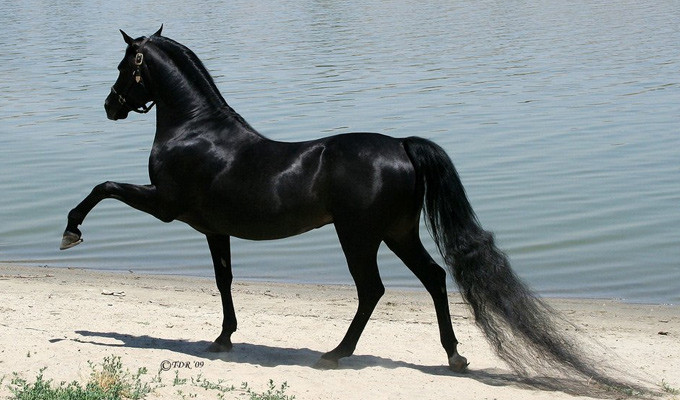 Crise organisationnelle : la 42e édition du Festival international du cheval arabe pur-sang de Meknès
