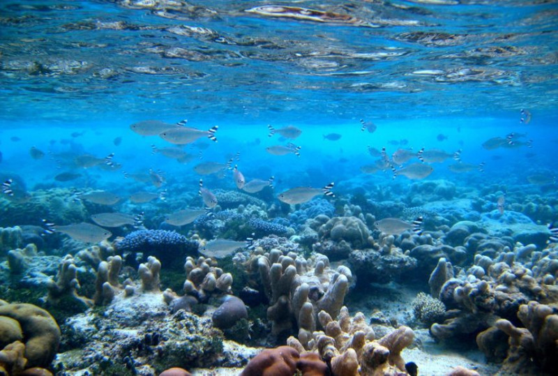 Élévation record des températures de la mer Méditerranée menacent la biodiversité marine en Tunisie