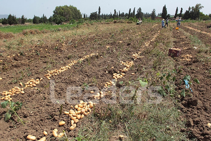 L'état des réserves de pommes de terre en Tunisie