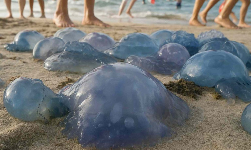 Méduse : l'envahissement des plages tunisiennes sonne l'alarme cet été